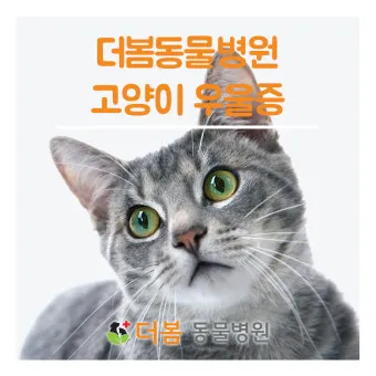 고양이 우울증과 무기력증 증상_2