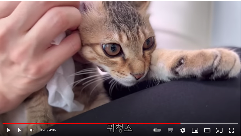 내가 어미잃은 길냥이를 입양한 이유