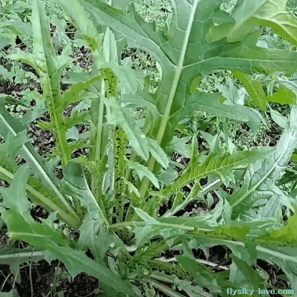 큰엉겅퀴 나물과 생즙으로 즐기기