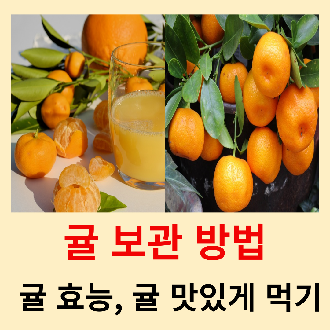 귤-보관-방법-귤-효능