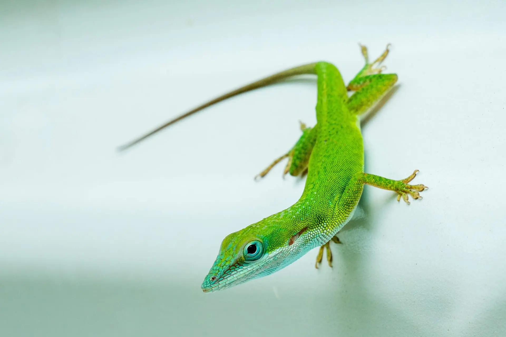 애완 도마뱀 키우기: 초보도 쉽게 시작하는 사육법 5단계