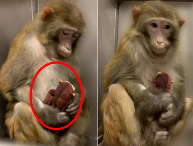 동물 실험의 윤리적 문제와 이제는 멈춰야 할 때입니다에 대한 의견_3