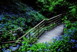 화담숲 반딧불이 이벤트