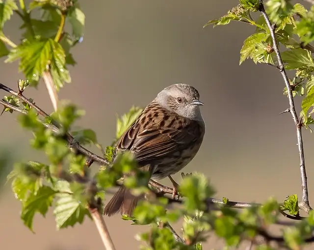 맹지 탈출 주위토지통행권과 도로지분 활용하기