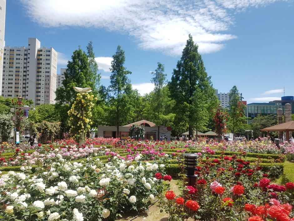 대구 이곡장미공원