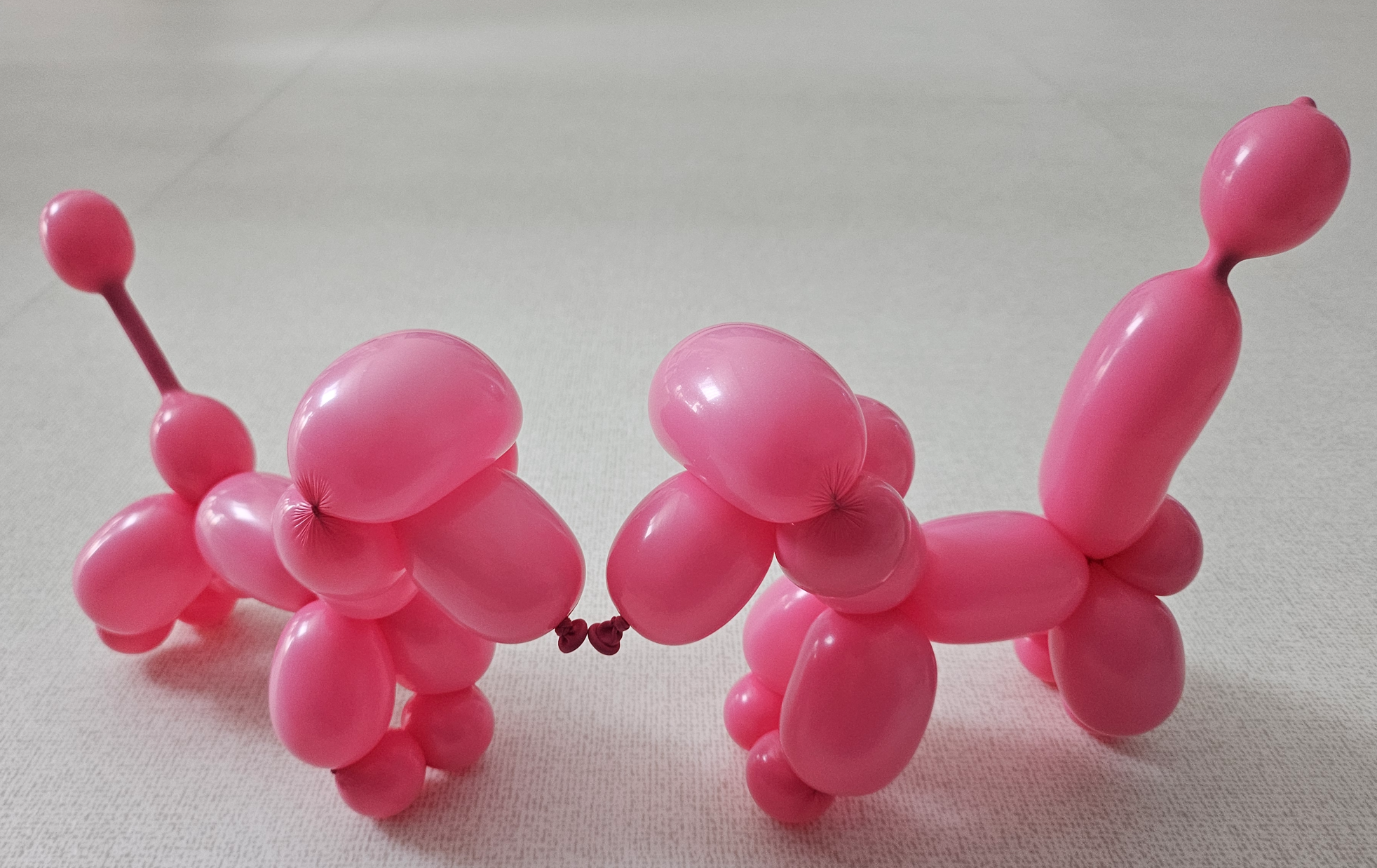 막대풍선 푸들강아지 만든 사진