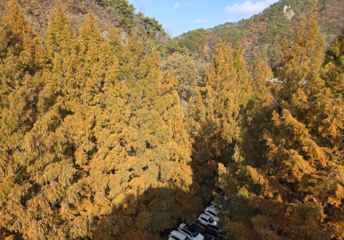 장태산 단풍길과 대청호길의 차이점 완전분석