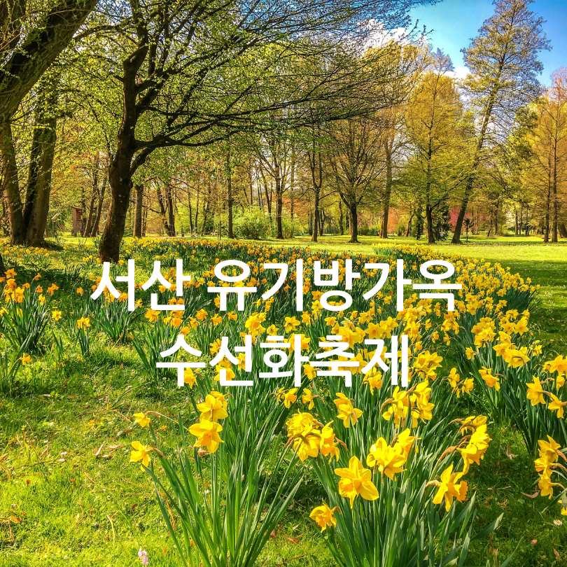 서산 유기방가옥 수선화축제