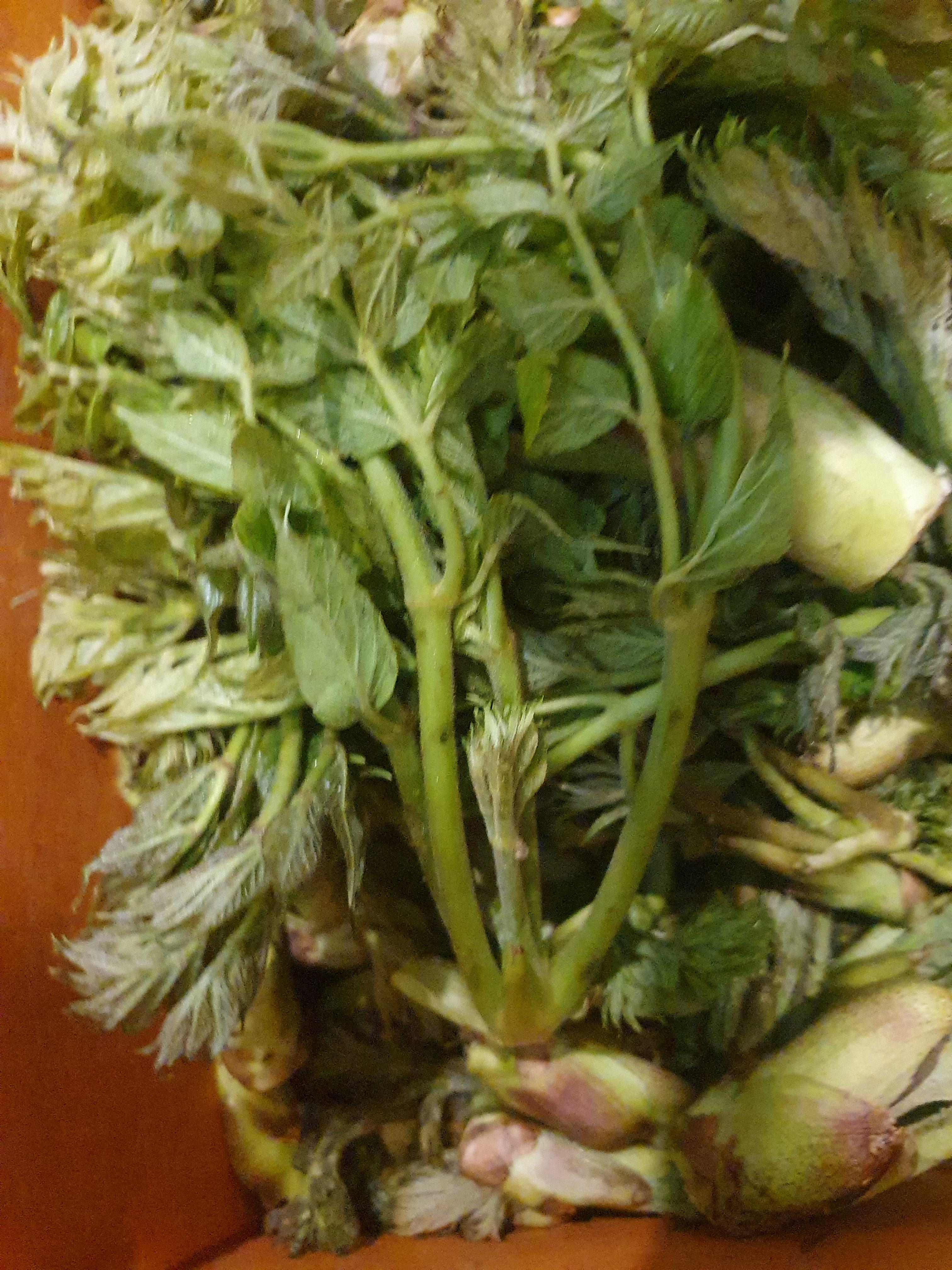 두릅 효능 가격 두릅 먹는 방법