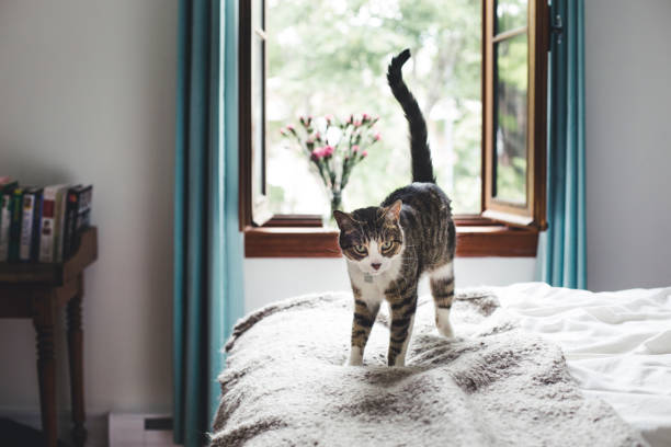 꼬리를 크게 흔들거나 털을 세울 때