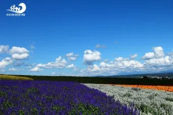 홋카이도 여름 여행코스 4박5일 일정과 맛집 정보 정리_18