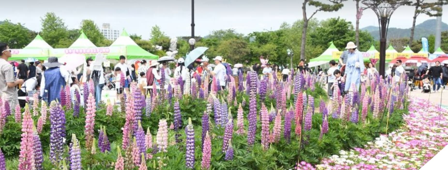 [4월 축제]2025 함평나비대축제｜일정, 기간, 입장권 예매 할인, 입장권 예약 이벤트, 공연, 체험프로그램 총정리