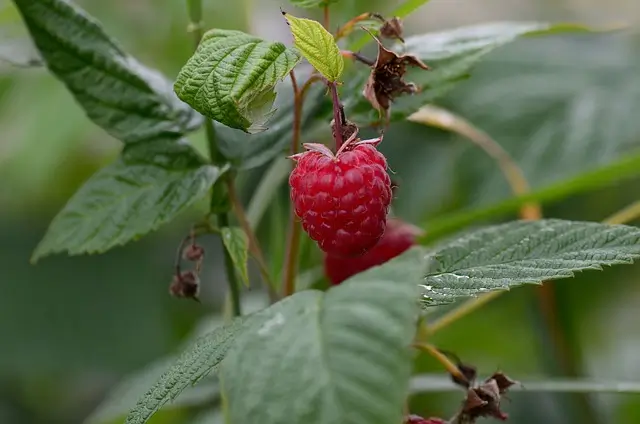 fruit-7462997_640