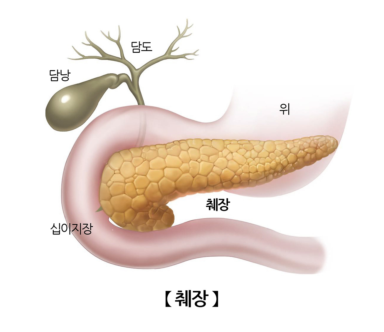 췌장 그림