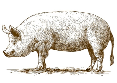 돼지 일러스트