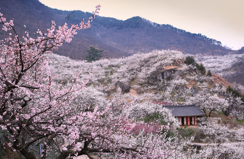 진주 벚꽃전경