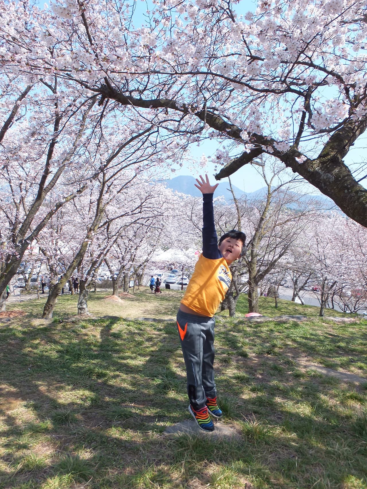 벚꽃 나무로 점프를 하는 어린이