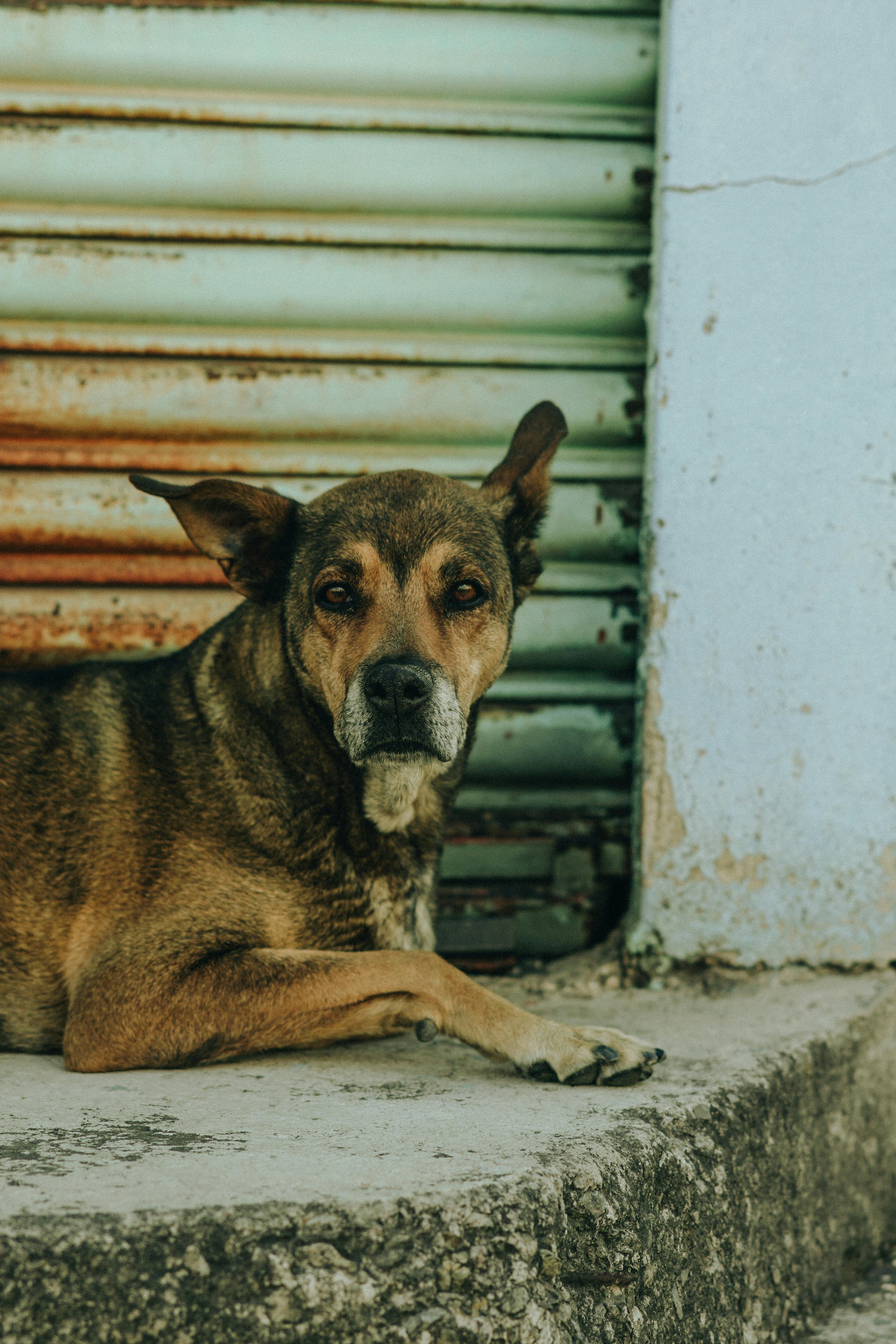 고령 반려동물(실버펫) 케어 시장 2026｜의료&middot;영양&middot;보험 완전 분석
