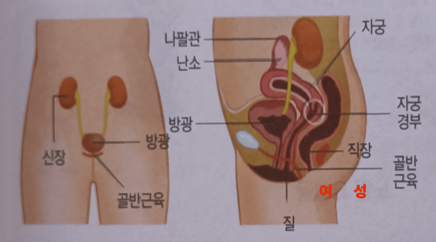 여성방광