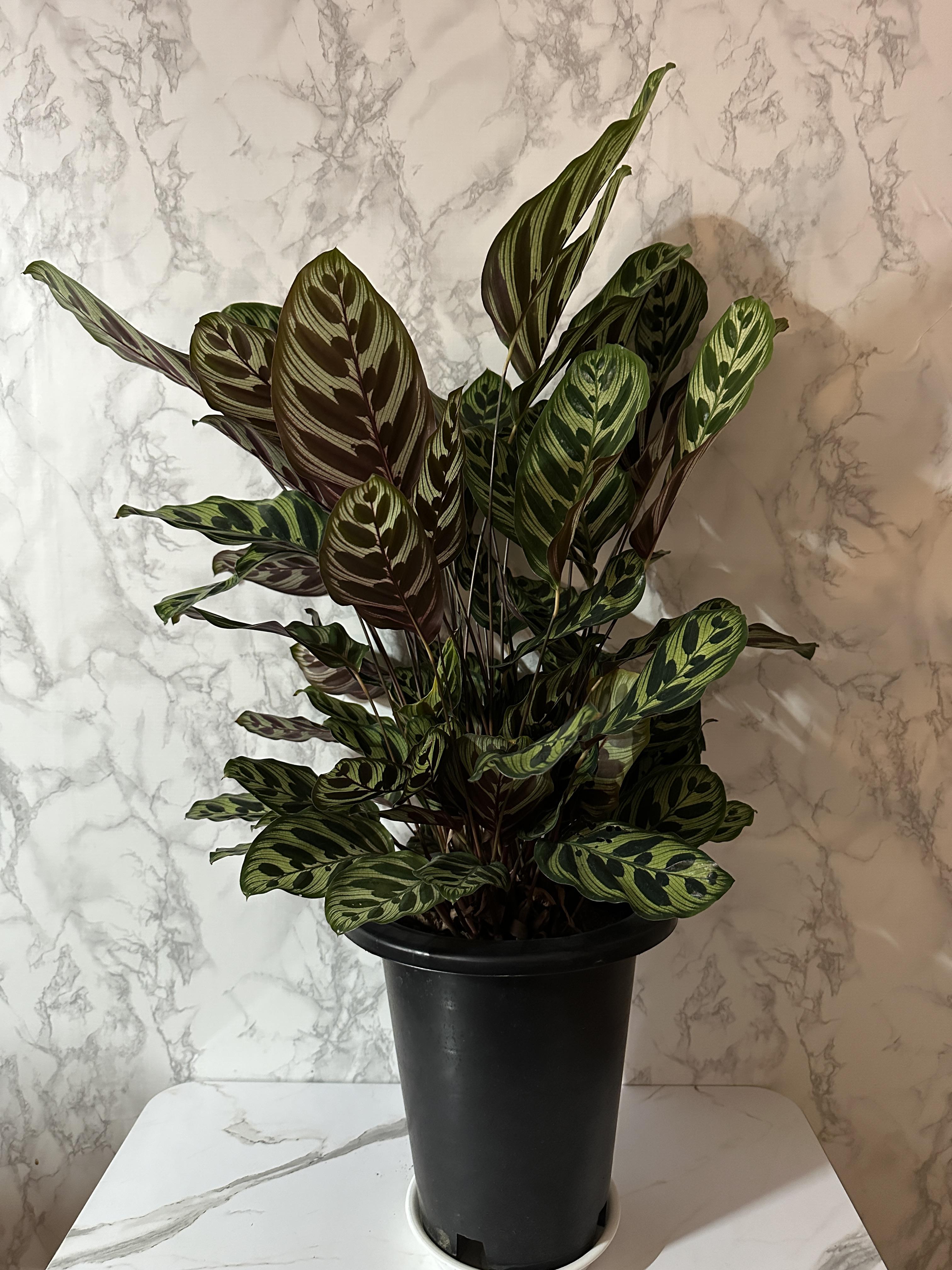 실내 공기정화식물 추천 마코야나 부부초