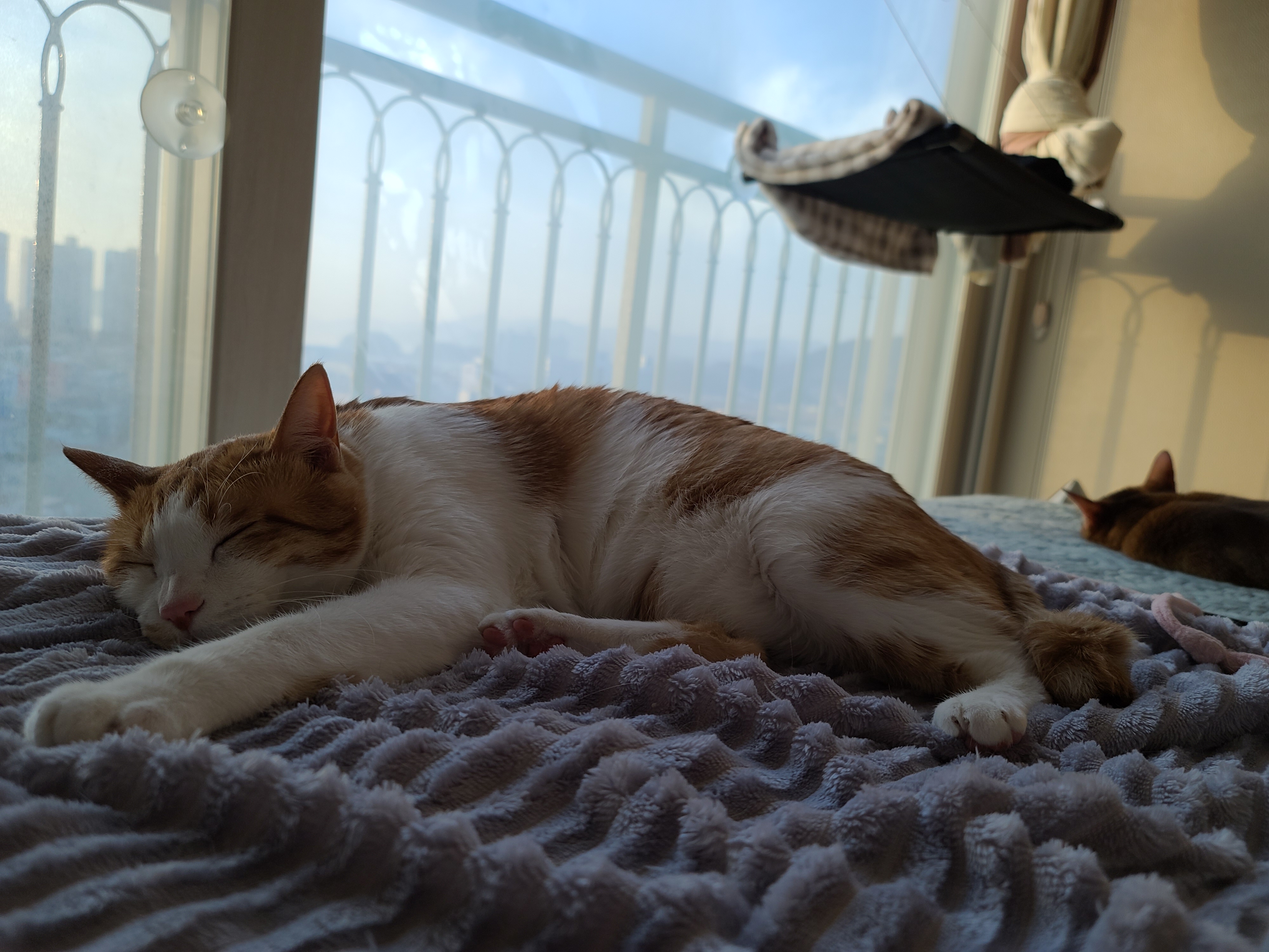 막둥이 삐용이의 방광염 스토리. 내가 생각하는 막둥이 방광염의 원인. 고양이 방광염.