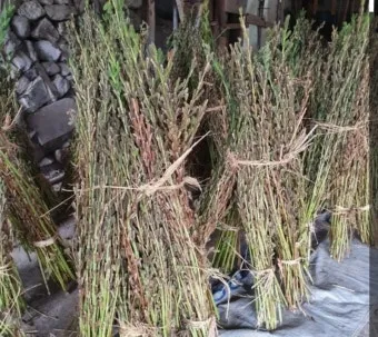 참깨 파종시기 재배방법 남부 중부_4