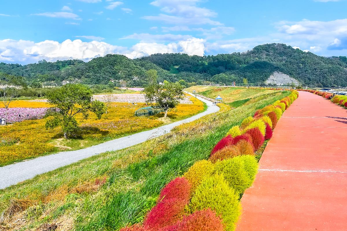 함안 악양둑방 꽃양귀비 꽃구경