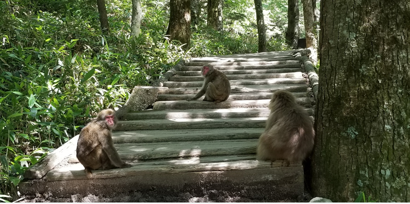 나가노 국립공원 카미코지 트레킹 풍경 원숭이가족들