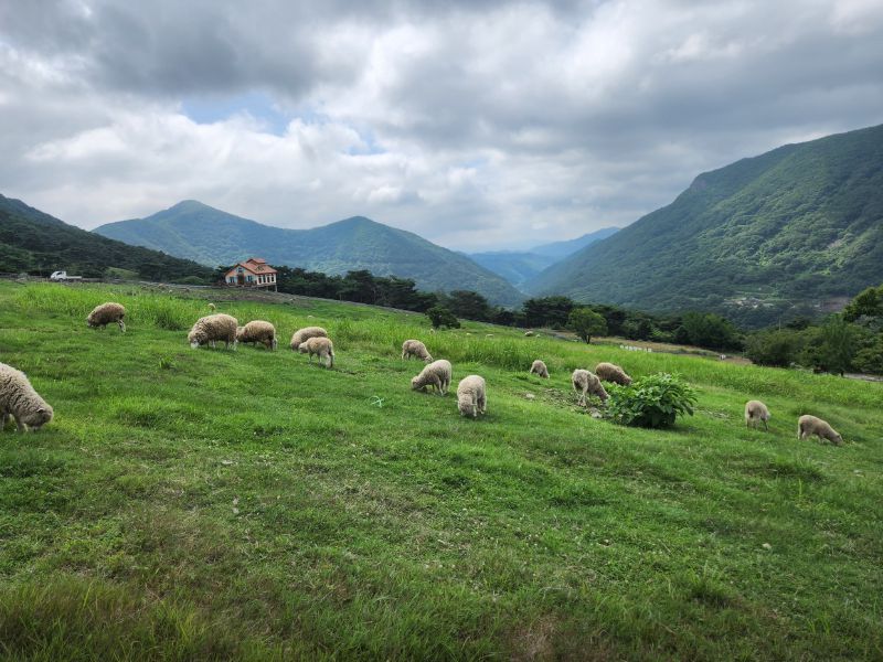 무등산양떼목장