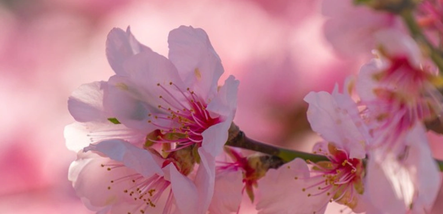꽃가루 알레르기의 주요 원인