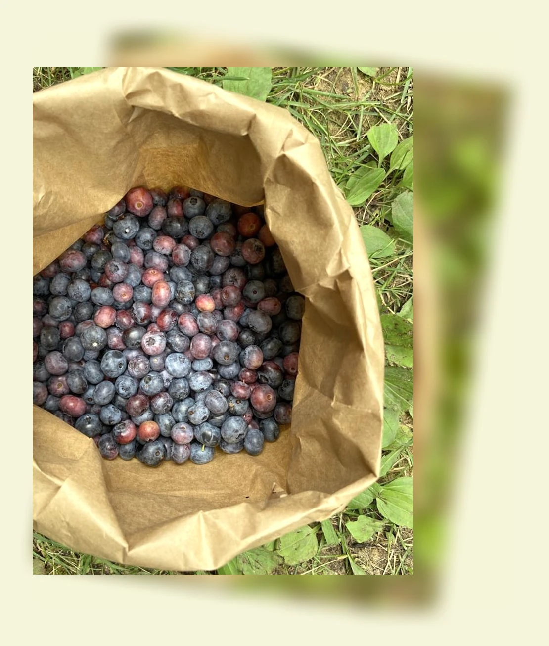 면역력 강화_1_subsection