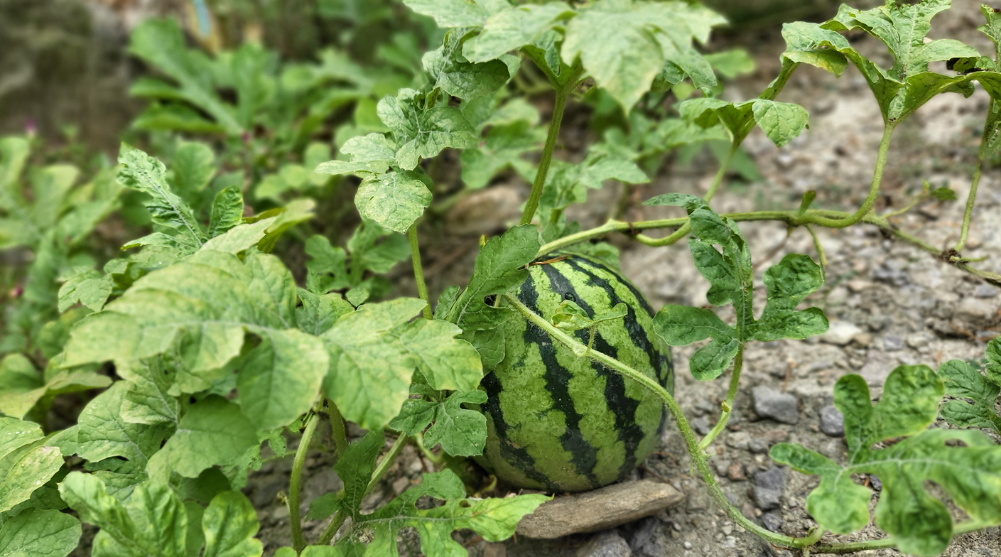 름철 수박 안전하게 먹는 방법과 보관 방법은 무얼까?