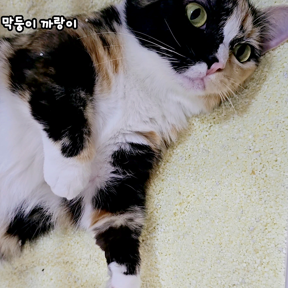 설사하는고양이