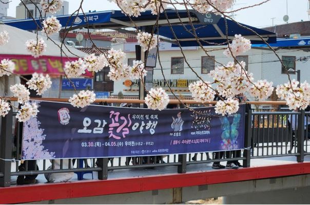 도봉구 벚꽃