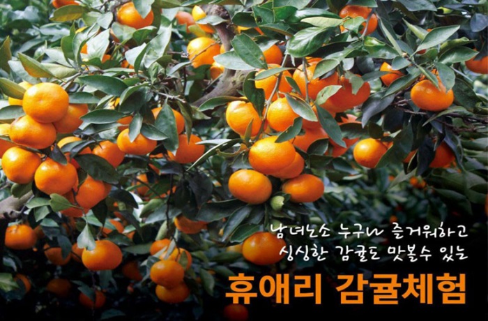 휴애리 봄 수국 축제 (출처:한국관광공사)