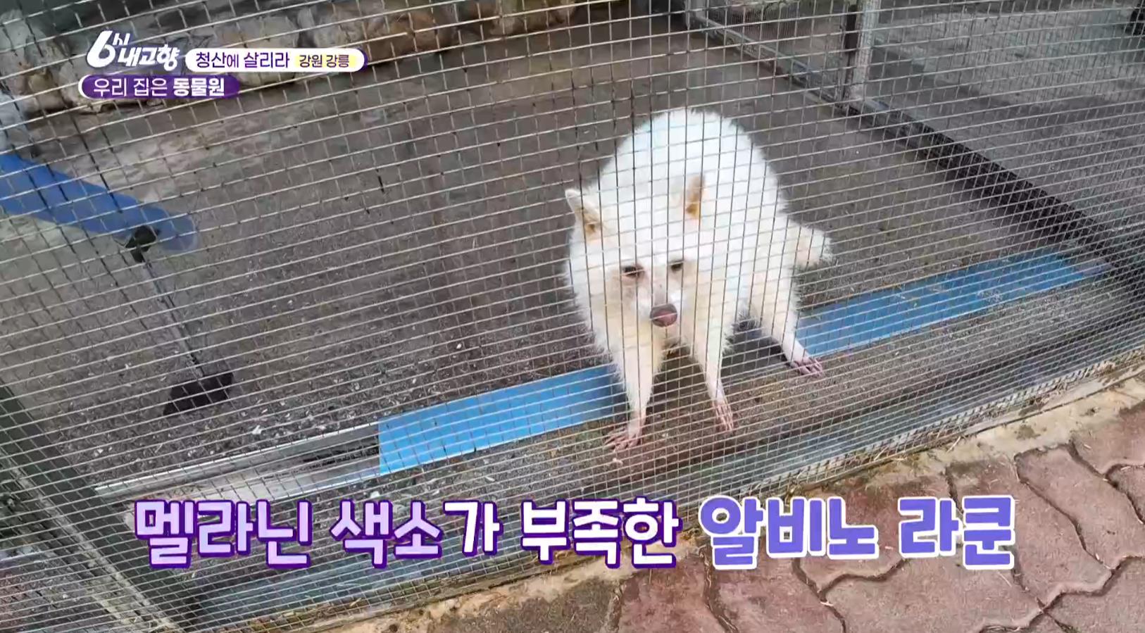 6시내고향 강릉 동물원에 있는 알비노 라쿤