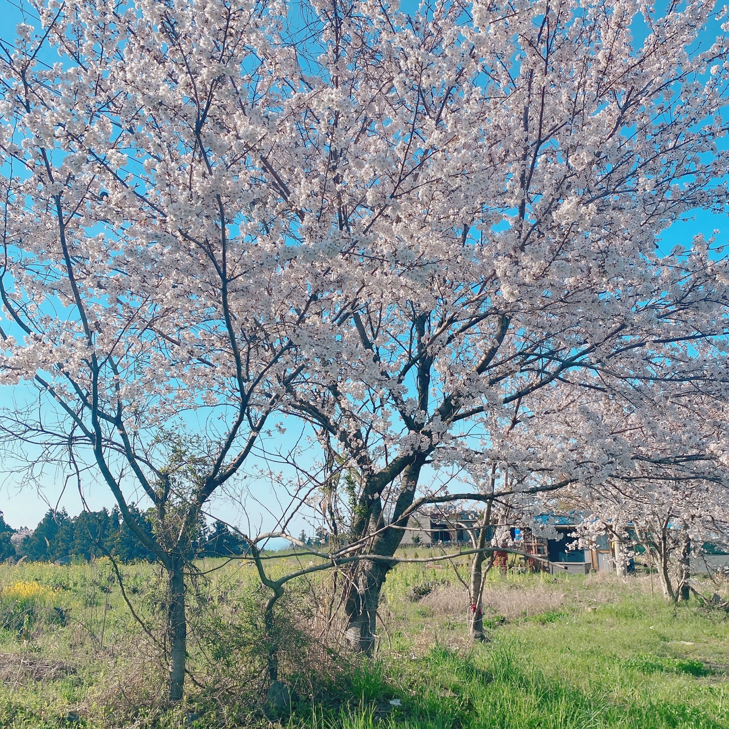 제주 신비마을 도깨비도로 벚꽃명소 레크레 카페