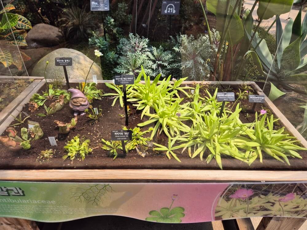 지중해관 식물 3