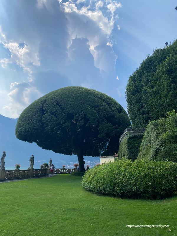 양산 모양 나무