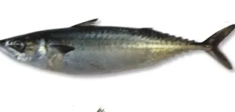 고등어 굽는 방법 비린내 잡기 레시피_10