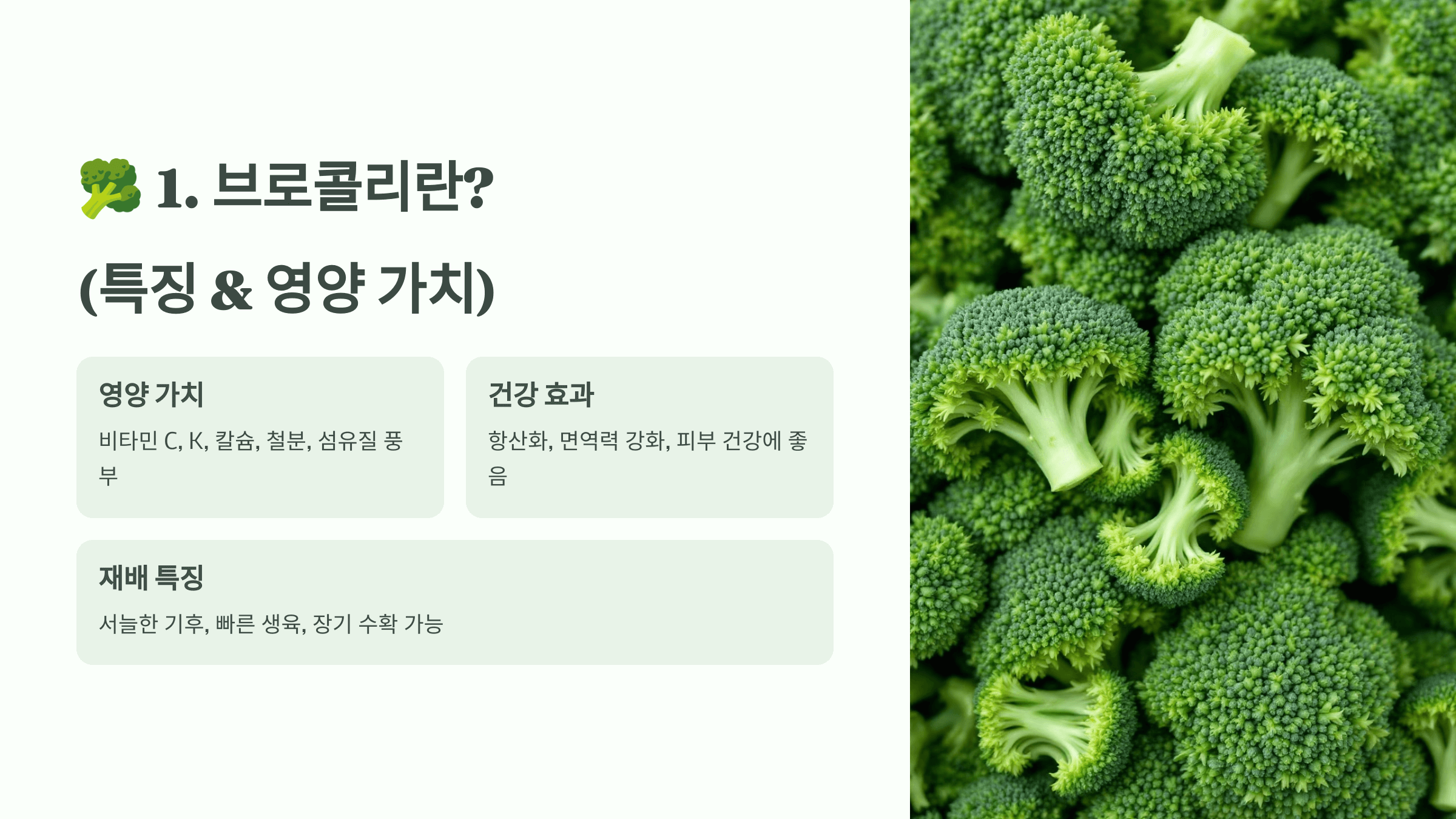 브로콜리 사진입니다.