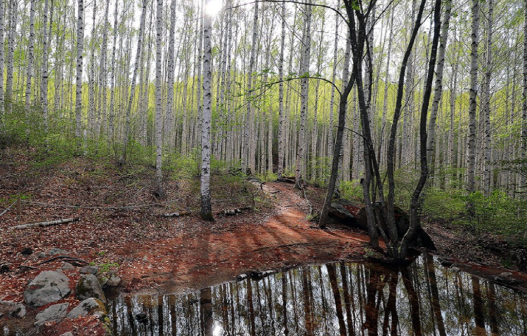 인제 자작나무숲