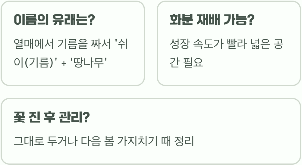 쉬땅나무 키우기 A to Z (묘목 심기부터 관리까지)