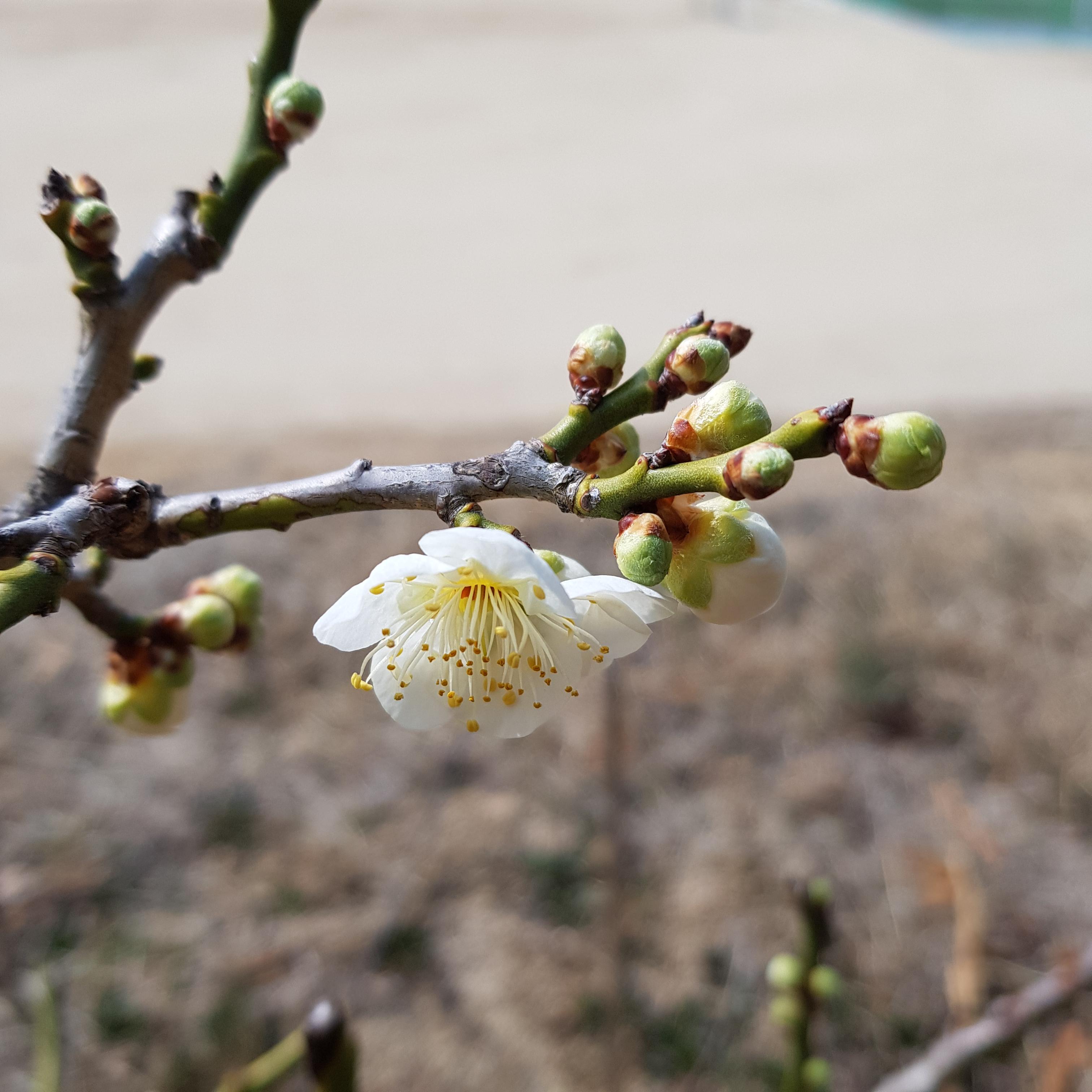 매화 꽃의 봄맞이