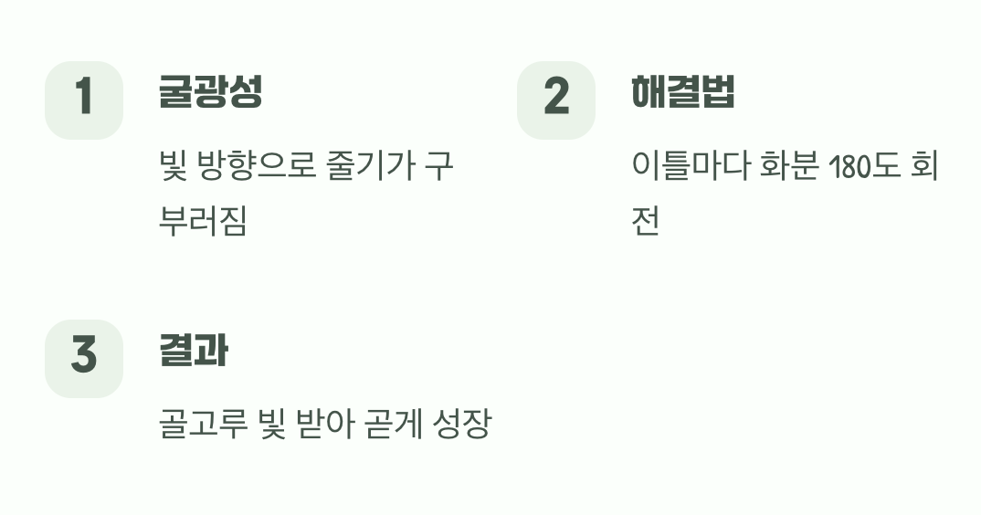 해바라기 본능&amp;#44; 빛을 향한 외사랑