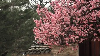 창덕궁 만첩홍매화 개화시기 명소_5