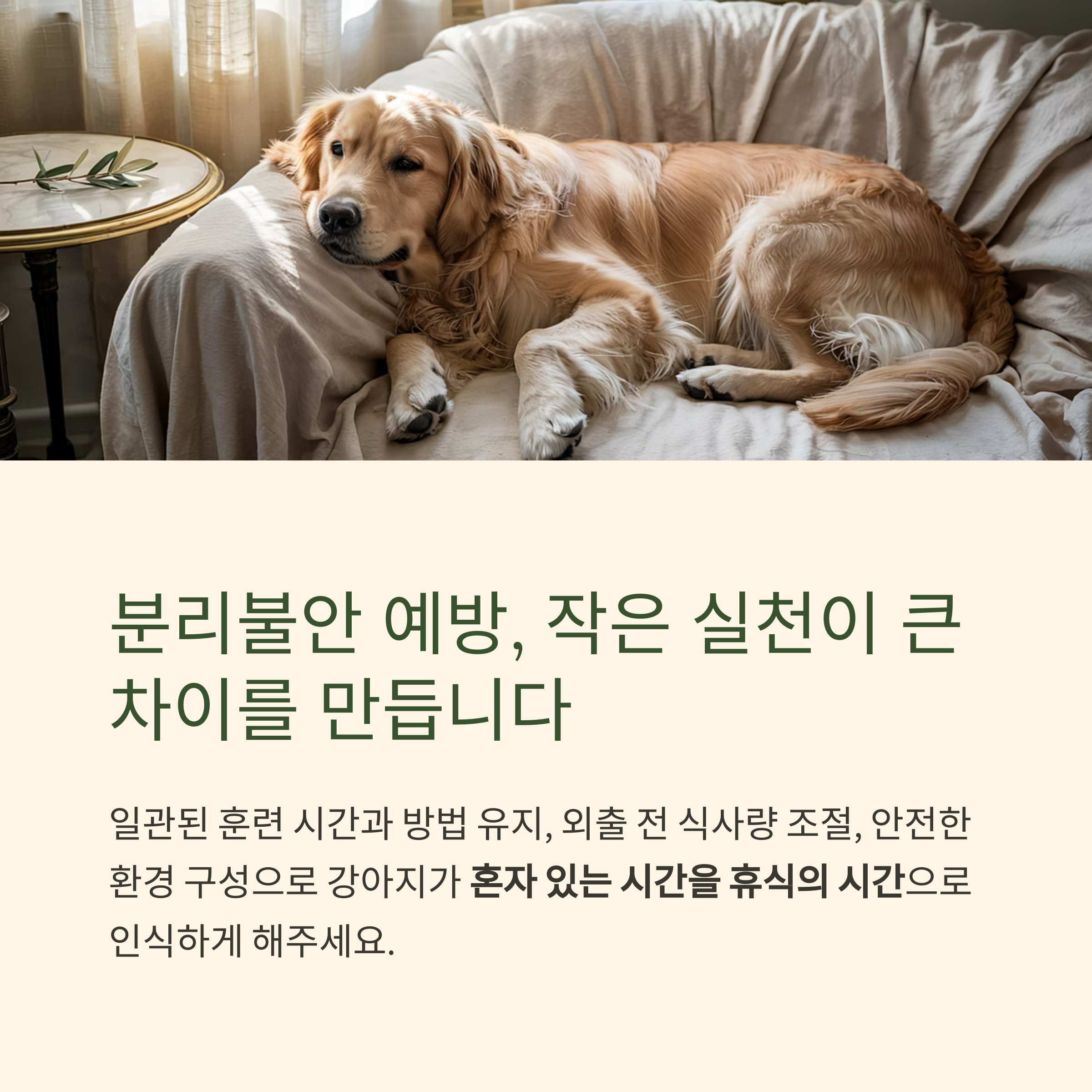 분리불안 예방