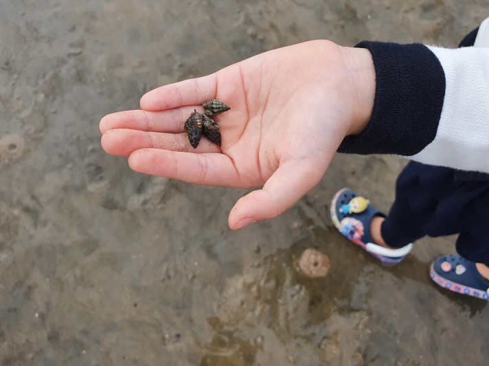 하나개해수욕장-갯벌-고둥
