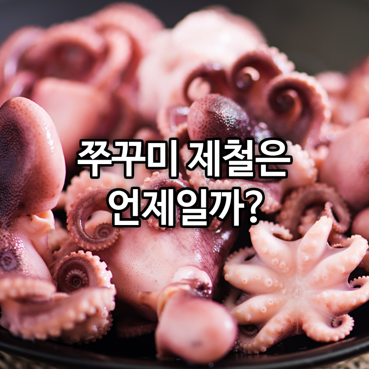 쭈꾸미 제철은 언제일까?