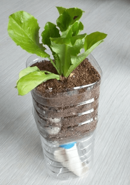 패트병에 상추 심겨진 모습